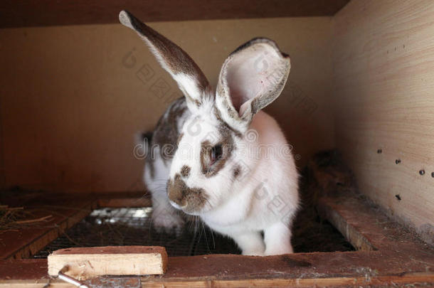 动物兔子耳朵农场哺乳动物