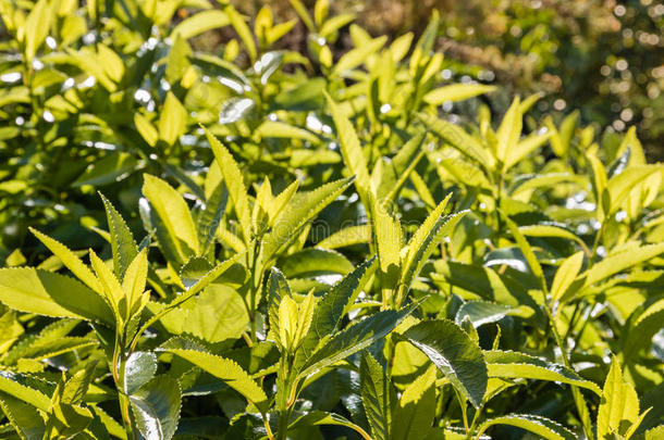 生长在茶园上的新鲜茶叶