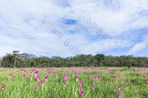 背景美丽的美女开花柴<strong>达木</strong>