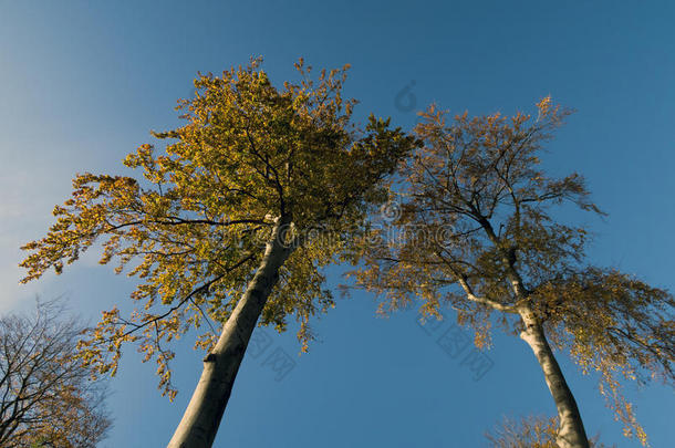 山毛<strong>榉树</strong>梢天蓝色