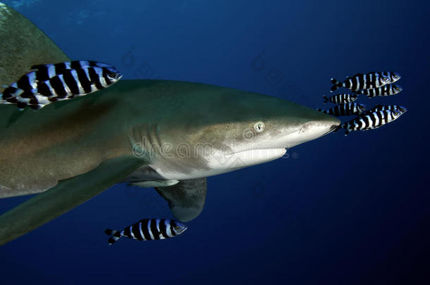 危险的大鲨鱼红海