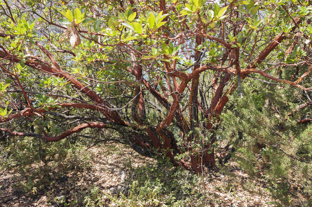 杨梅树皮植物的植物学的分支