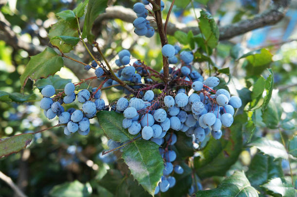 小檗蓝色常绿的水果葡萄
