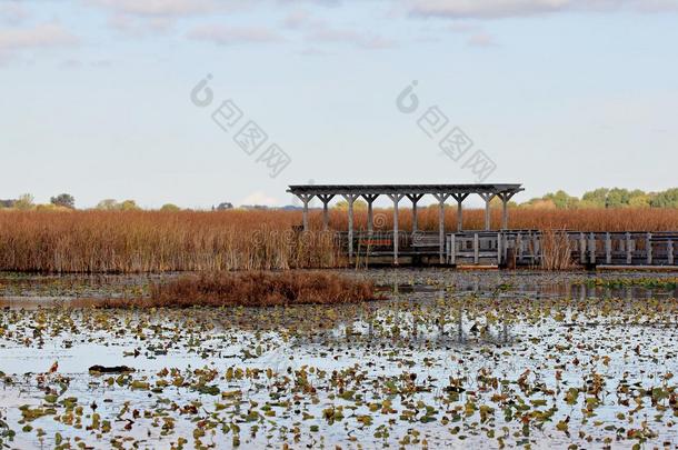 木板路香<strong>蒲草</strong>湖风景