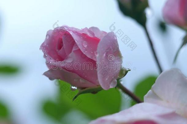 一朵美丽的粉红色玫瑰在花园里绽放，柔和的焦点