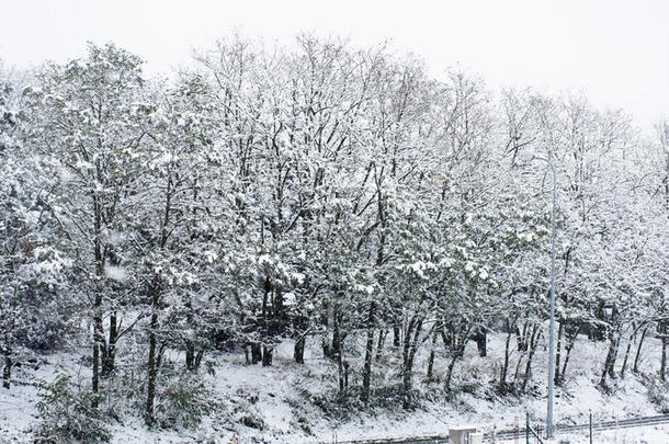 冬仙境冬季森林冬季森林冬季森林雪