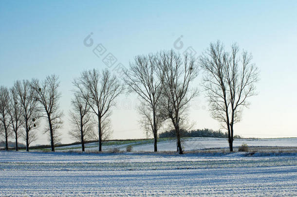 冬仙境冬季森林冬季森林冬季森林雪