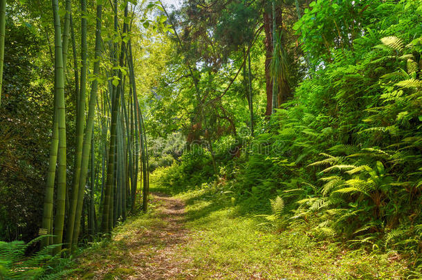 美丽的小路穿过夏天的竹林树林