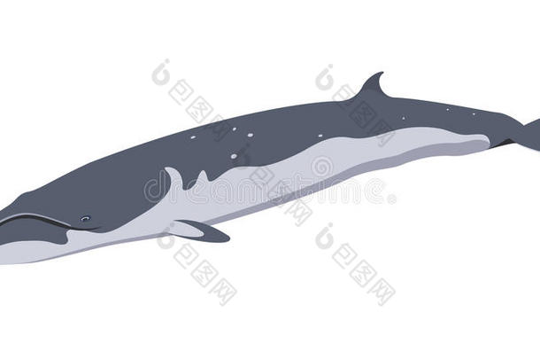 尾鲸图标隔离在白色背景卡通现实鲸鱼
