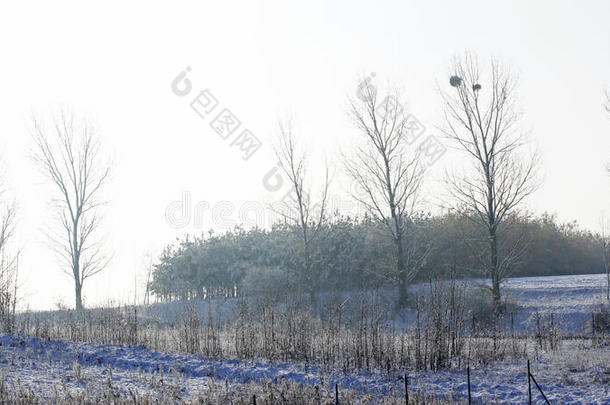 冬仙境冬季森林冬季森林冬季森林雪