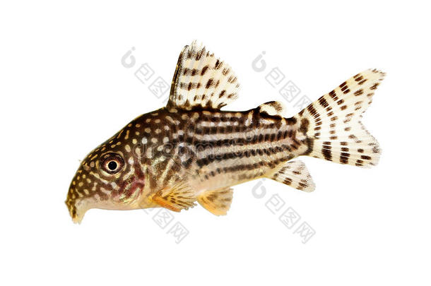 科里鲶鱼CorydorasSterbaiSterba`sCory水族馆鱼