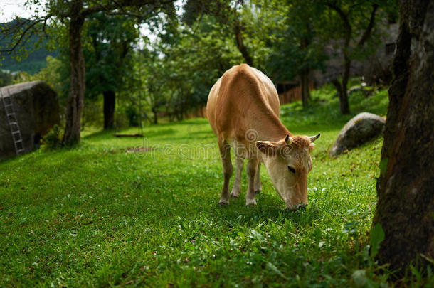 偶蹄动物明亮的旋转木马牛奶牛