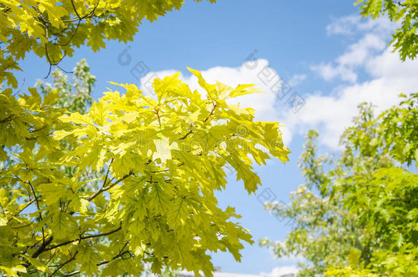 金色的枝条，红色的橡树，红色的栎树，金色的背景，蓝色的天空，在阳光明媚的天气
