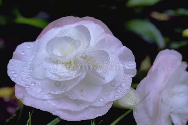 花园里美丽的白色粉红色紫菀花/花园里美丽的白色粉红色紫菀花