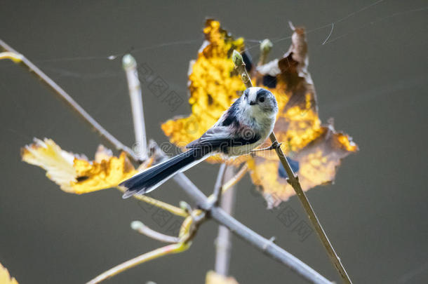 弹琴科埃吉萨洛斯亚洲的秋天鸟类