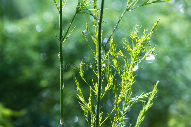 <strong>芦笋</strong>背景好处关闭<strong>细节</strong>