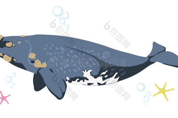 动物水生的有喙的白鲸大的
