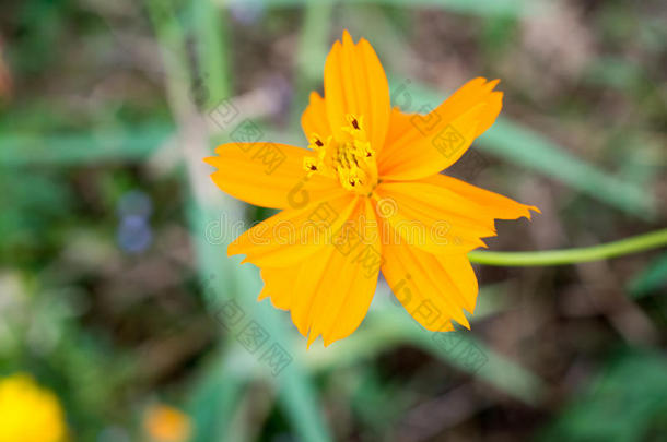 宇宙<strong>美丽的</strong>黄花。 <strong>绽放</strong>繁荣，<strong>绽放</strong>颜色公司