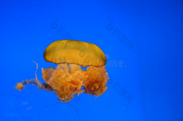 亚洲美女北京生物学的生物学