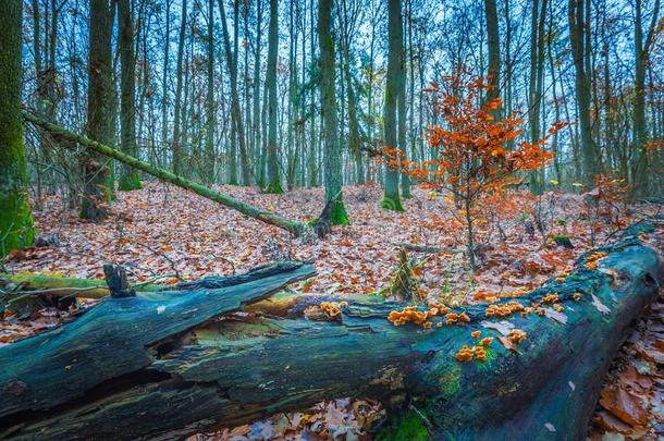 美丽的野生秋天森林，充满活力的颜色