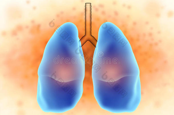 解剖学解剖生物学身体呼吸