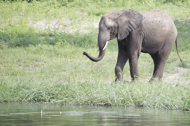 非洲大象在饮水孔喷水