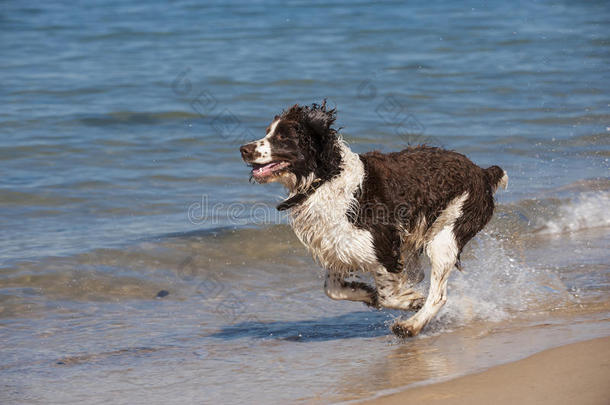 专注的小狗在海滩上奔跑