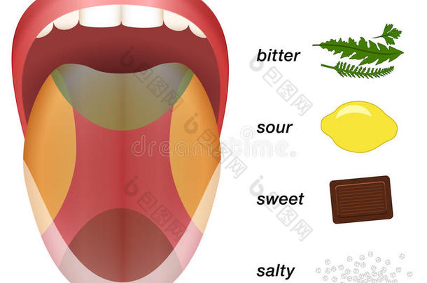 苦<strong>酸甜</strong>咸舌味图