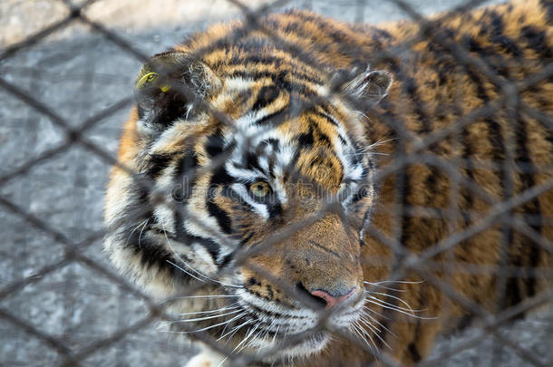 西伯利亚老虎公园篱笆后面的一只老虎，<strong>哈尔滨</strong>，池