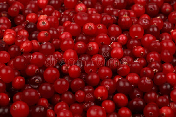 新鲜红色成熟蔓越莓背景低角度