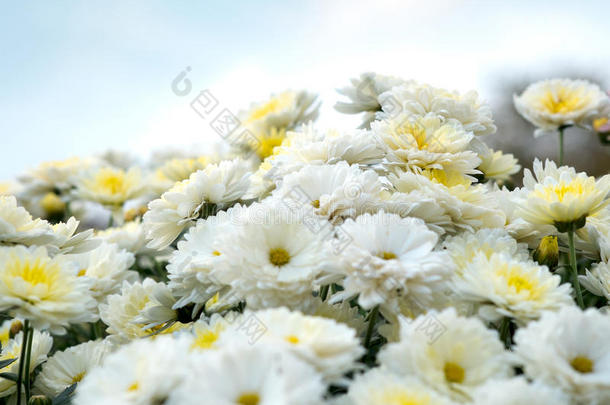 花白色，黄色和粉红色洋甘菊，菊花。 抽象花卉自然背景，春花