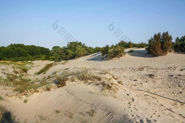 美丽的白沙<strong>沙丘</strong>和<strong>树木</strong>在波罗的海的夏季，景观