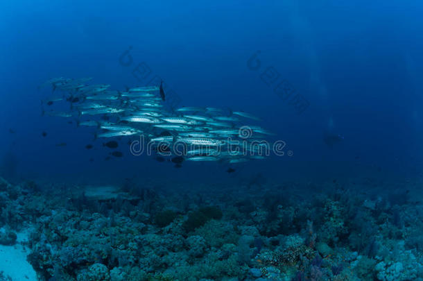 梭鱼水下图片苏丹红海潜水之旅