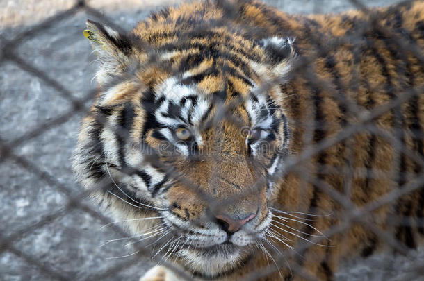 西伯利亚老虎公园篱笆后面的一只老虎，哈尔滨，池