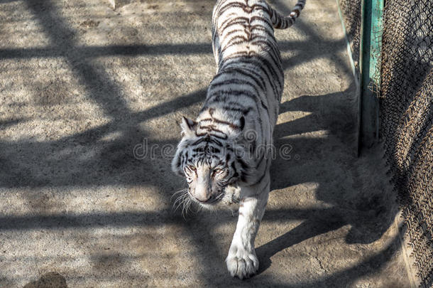 一只白虎在西伯利亚老虎公园，<strong>哈尔滨</strong>，中国