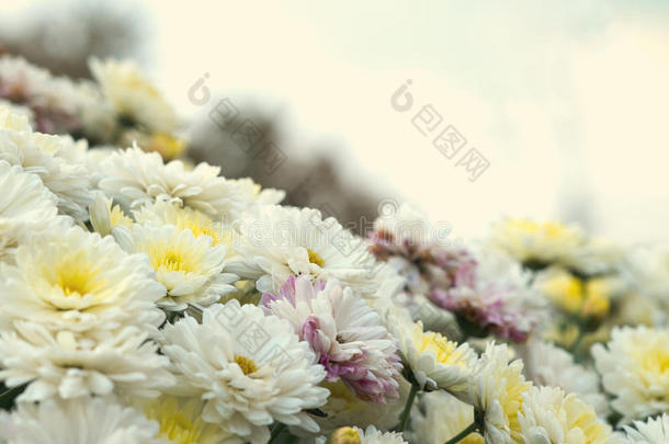 花白色，黄色和粉红色洋甘菊，菊花。 抽象花卉自然背景，春花