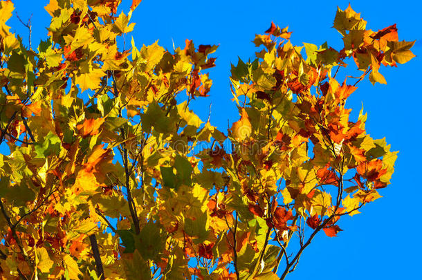 秋天枫叶的背景是金色、红色和绿色