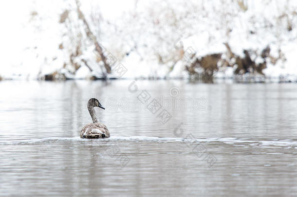 冬天一只年轻的天鹅在河里游泳
