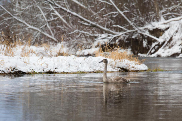 冬天一只年轻的天鹅在河里游泳