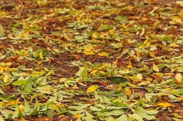 秋天的叶子背景，彩色的叶子在地上，自然