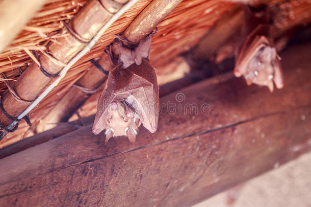 非洲动物蝙蝠翼手目保护