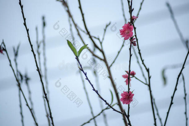 春天的花朵。 春天梅花盛开，