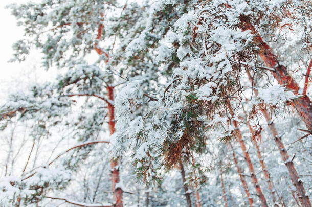 雪林中霜冻的冬季景观。 在寒冷的冬天，松枝上覆盖着雪。 圣诞背景