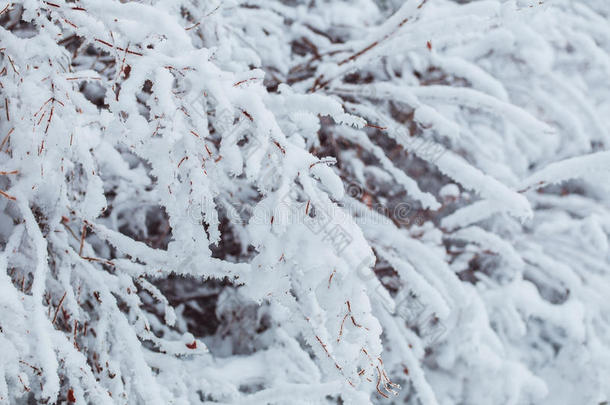 雪林中<strong>霜冻</strong>的冬季景观。 在寒冷的<strong>冬天</strong>，松枝上覆盖着雪。 圣诞背景与冷杉