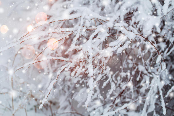 雪林中霜冻的冬季景观。 在寒冷的冬天，松枝上覆盖着雪。 圣诞背景与冷杉