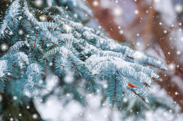 雪林中霜冻的冬季景观。 在寒冷的冬天，松枝上覆盖着雪。 圣诞背景与冷杉