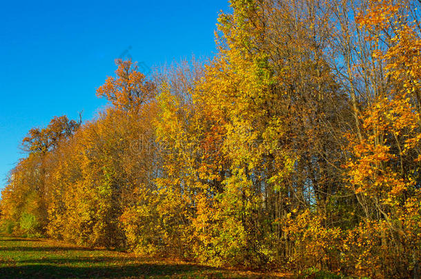 秋天的树，在天空背景和阳光的自然背景上有红色和黄色的叶子。
