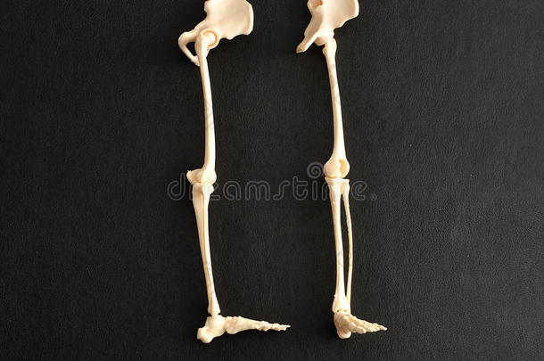 人类骨骼腿的塑料模型
