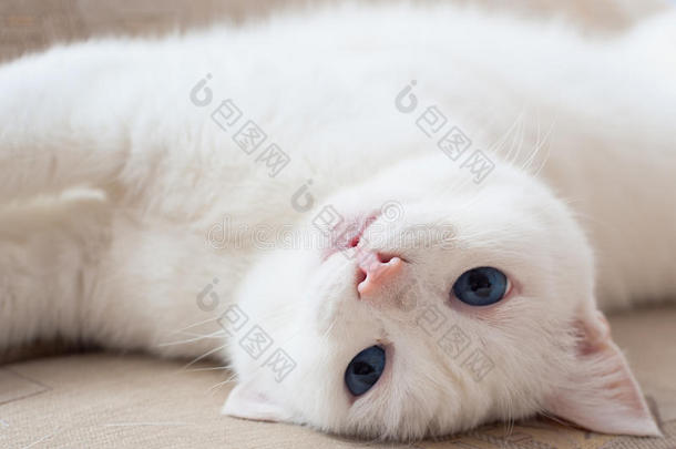 蓝眼睛的<strong>白猫</strong>