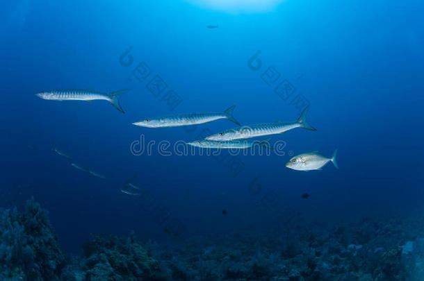 梭鱼水下图片苏丹红海潜水之旅